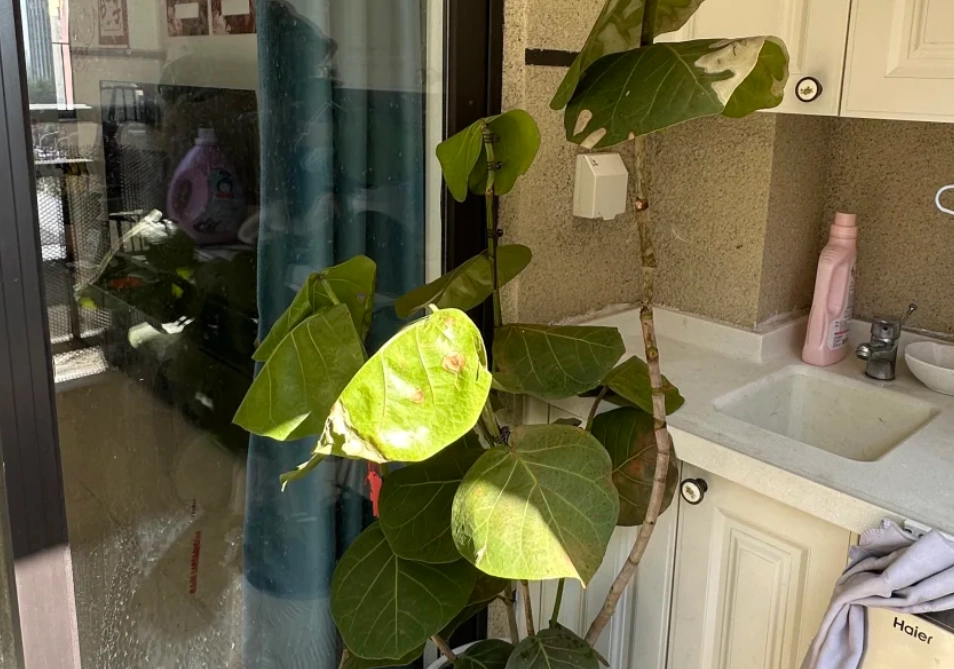 海葡萄葉子變軟