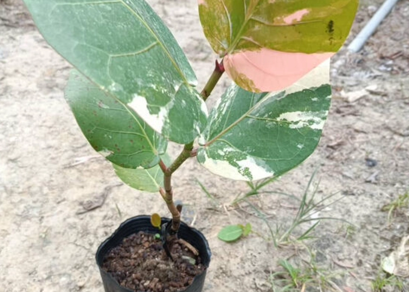 斑葉海葡萄照顾