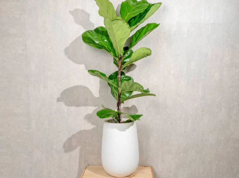 琴葉榕木質化原因 琴葉榕木質化原因