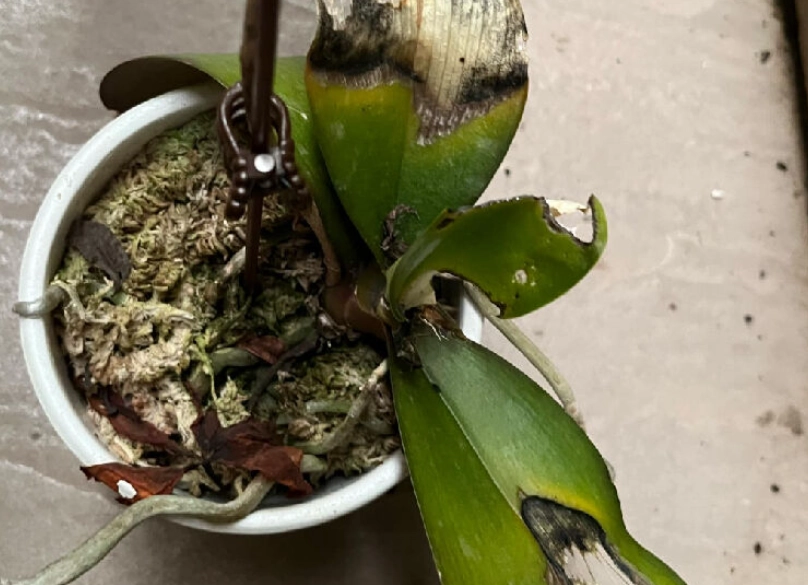 蘭花葉子爛掉原因 蘭花葉子爛掉原因