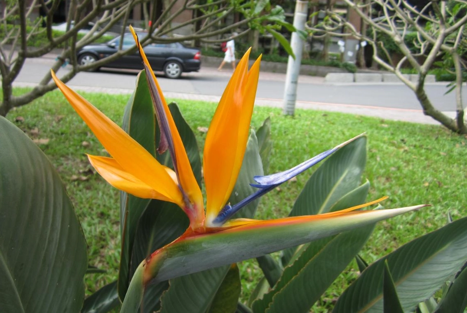 天堂鸟病虫害防治