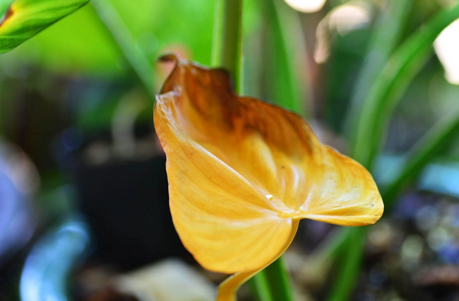 葉子變黃處理方法 葉子變黃處理方法