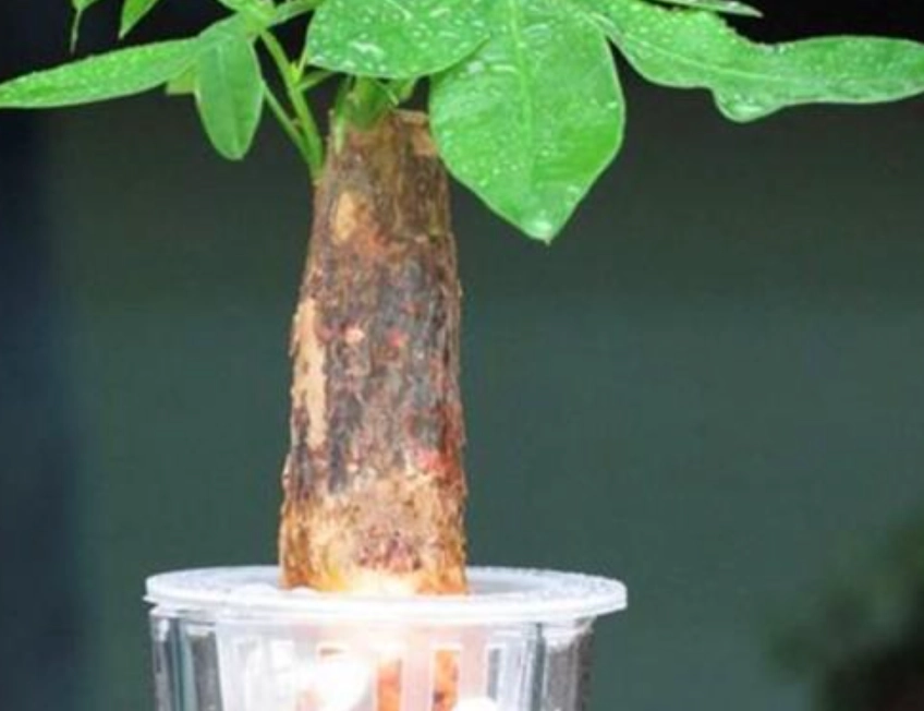 发财树水耕烂根预防 发财树水耕烂根预防