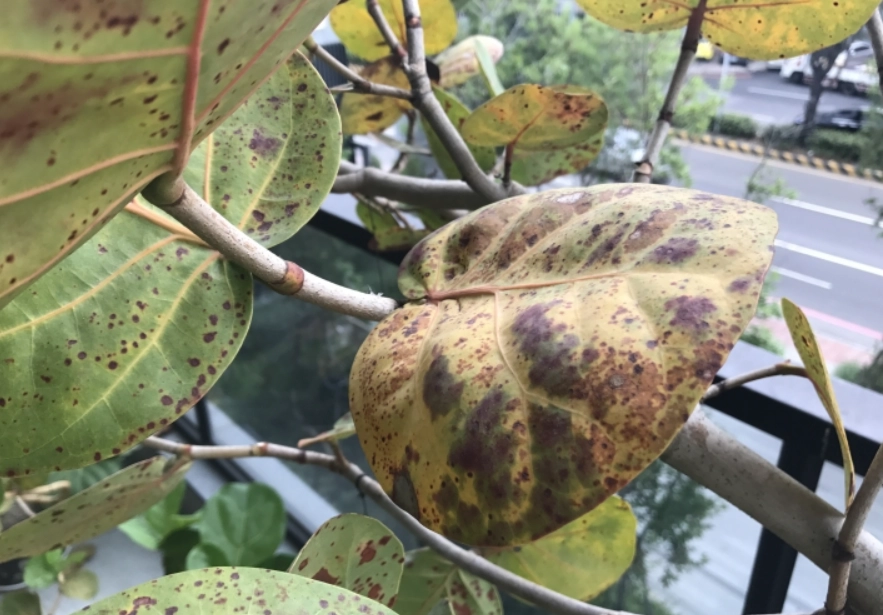 海葡萄病害防治 海葡萄病害防治