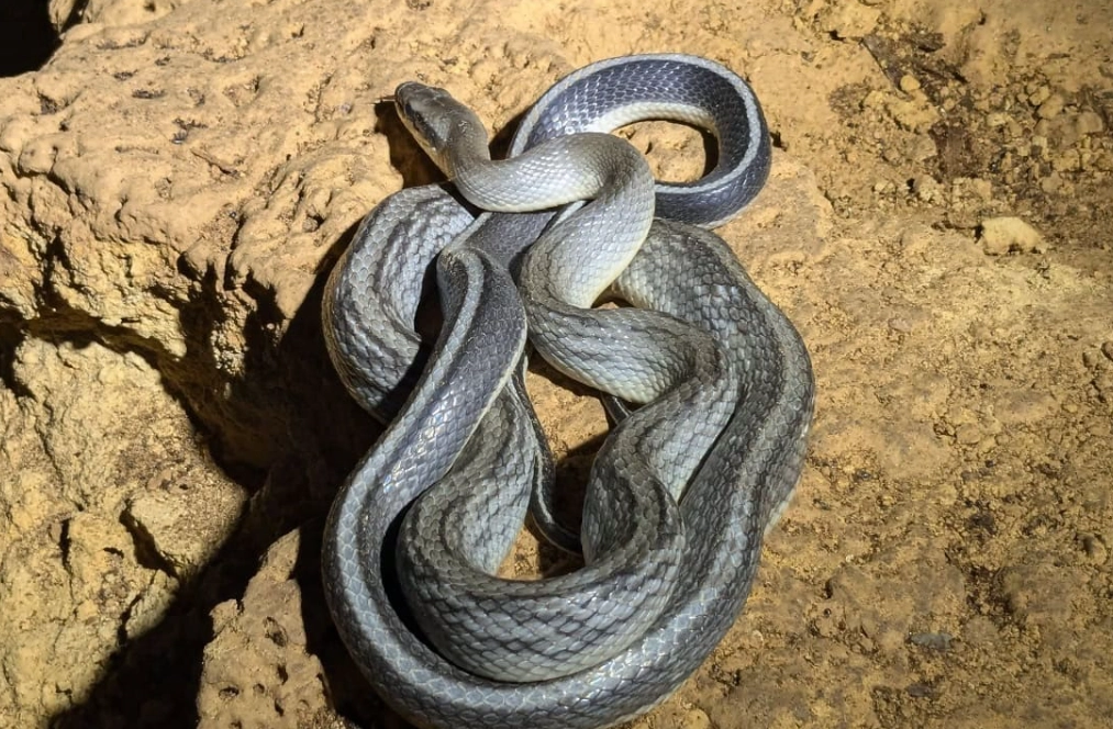 夢到蛇在地上爬 夢到蛇在地上爬