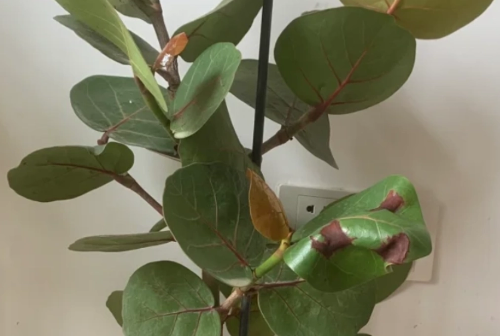 海葡萄病害防治 海葡萄病害防治