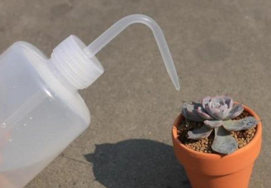 多肉植物澆水頻率