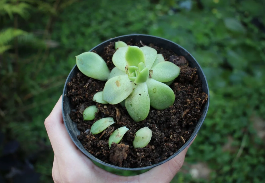 多肉植物肥料DIY