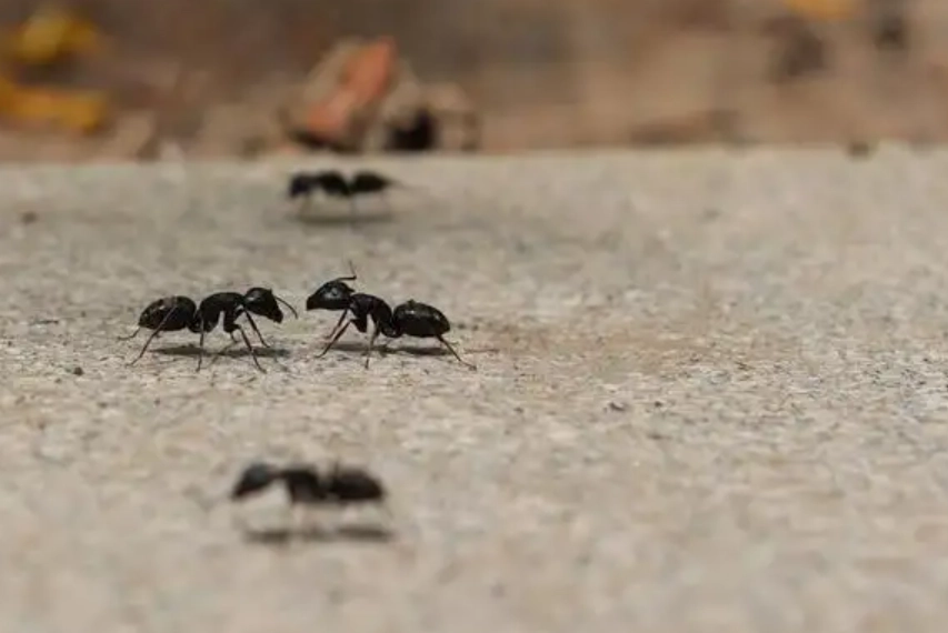 消滅螞蟻夢境解析