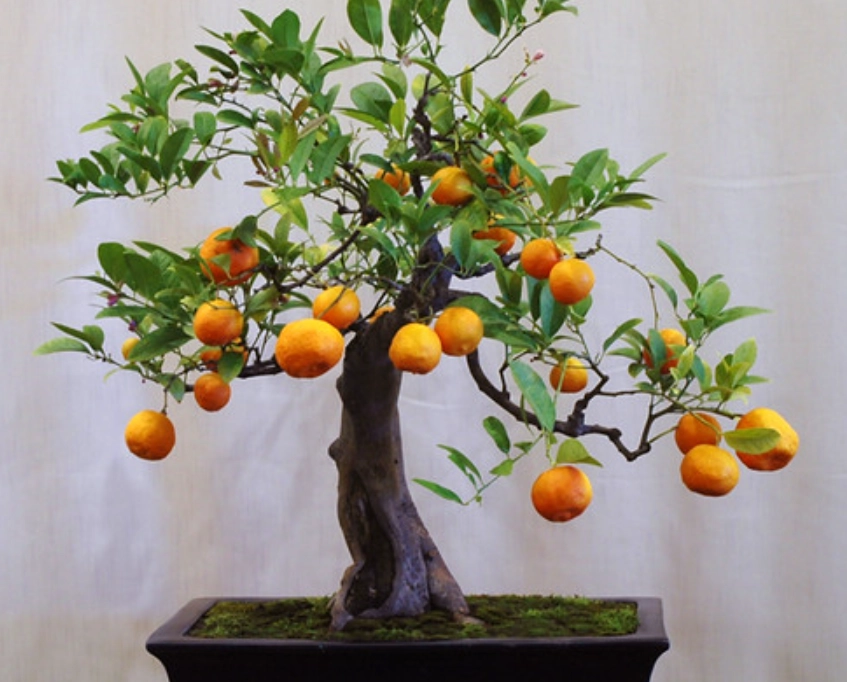 盆栽橘子樹種植 盆栽橘子樹種植