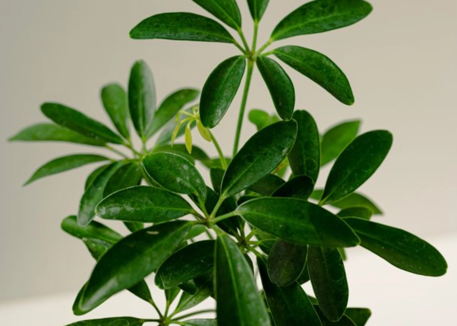 陰影處喬木養護 陰影處喬木養護