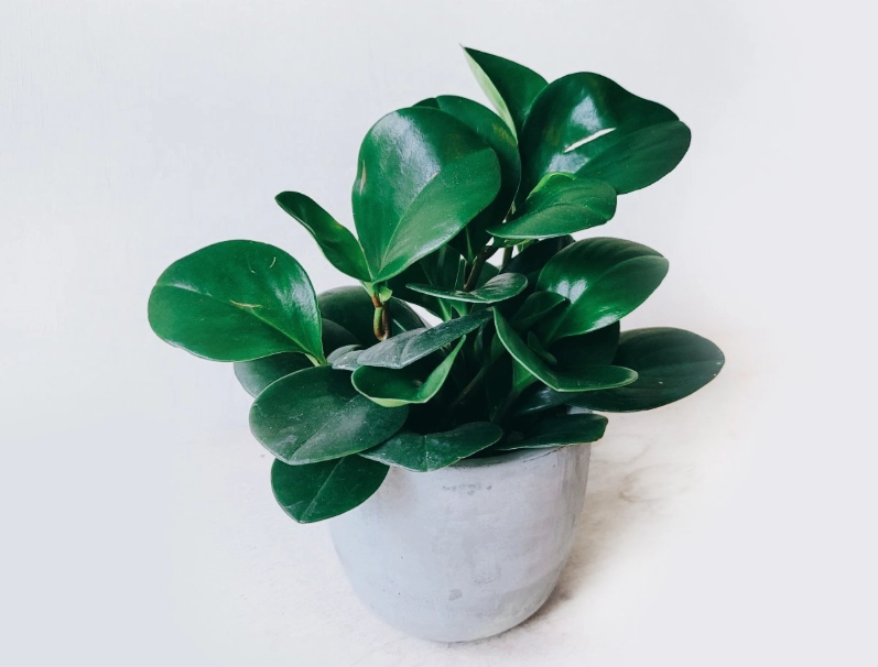 圓葉金錢樹種類 圓葉金錢樹種類