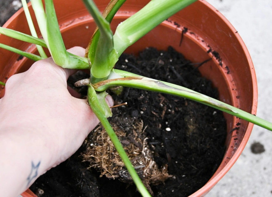 植物病害處理 植物病害處理