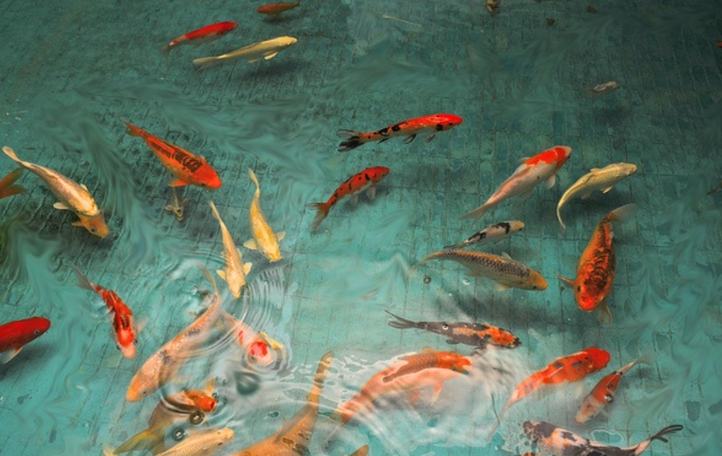魚池很多魚 夢境意義