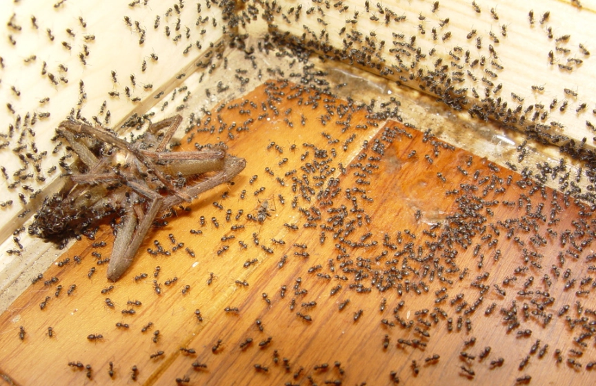 夢到很多螞蟻 夢到很多螞蟻