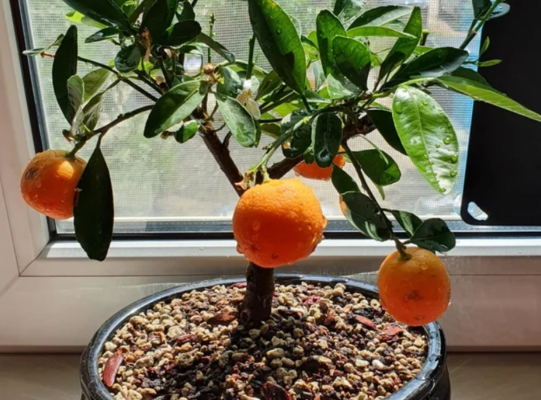 盆栽橘子樹種植 盆栽橘子樹種植