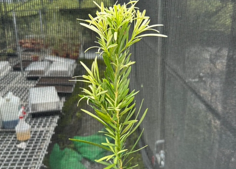 虎斑羅漢松價格 虎斑羅漢松價格