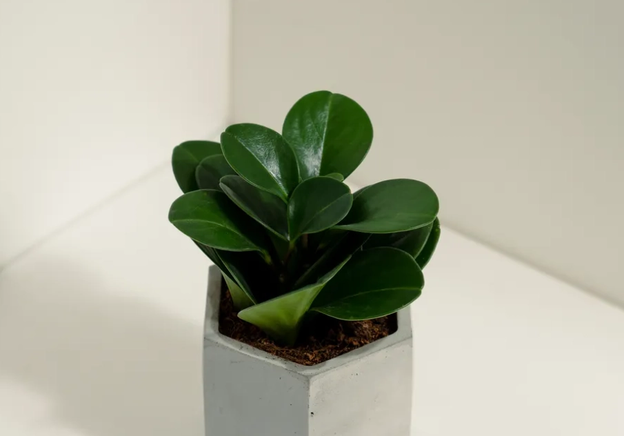 圓葉金錢樹種類 圓葉金錢樹種類