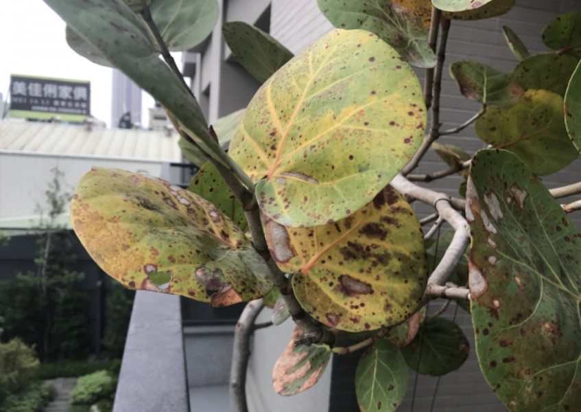 海葡萄病害防治 海葡萄病害防治