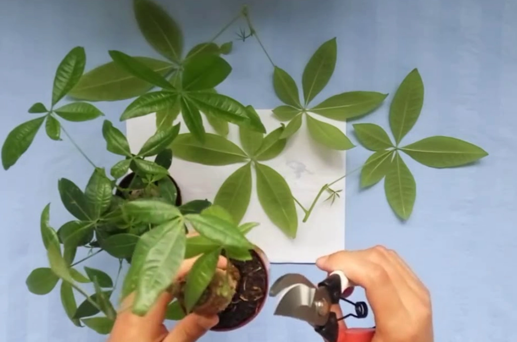 發財樹修剪時間