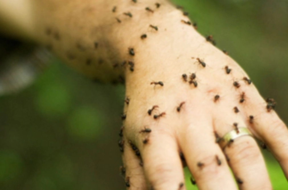 夢見螞蟻在身上解夢