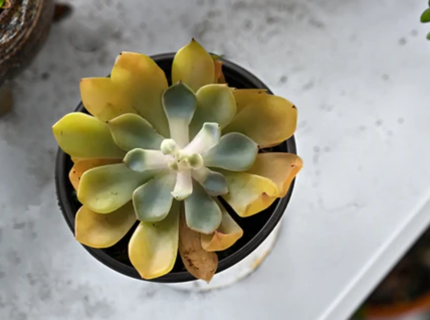多肉植物變黃