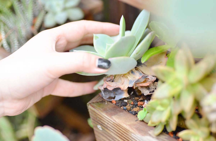 多肉爛葉處理 多肉爛葉處理