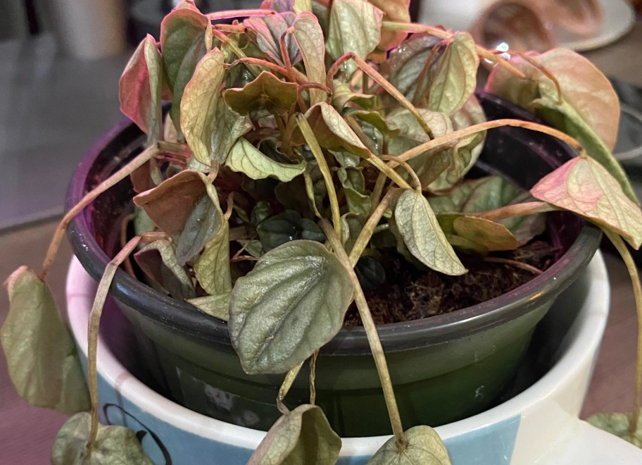 植物救援方法 植物救援方法