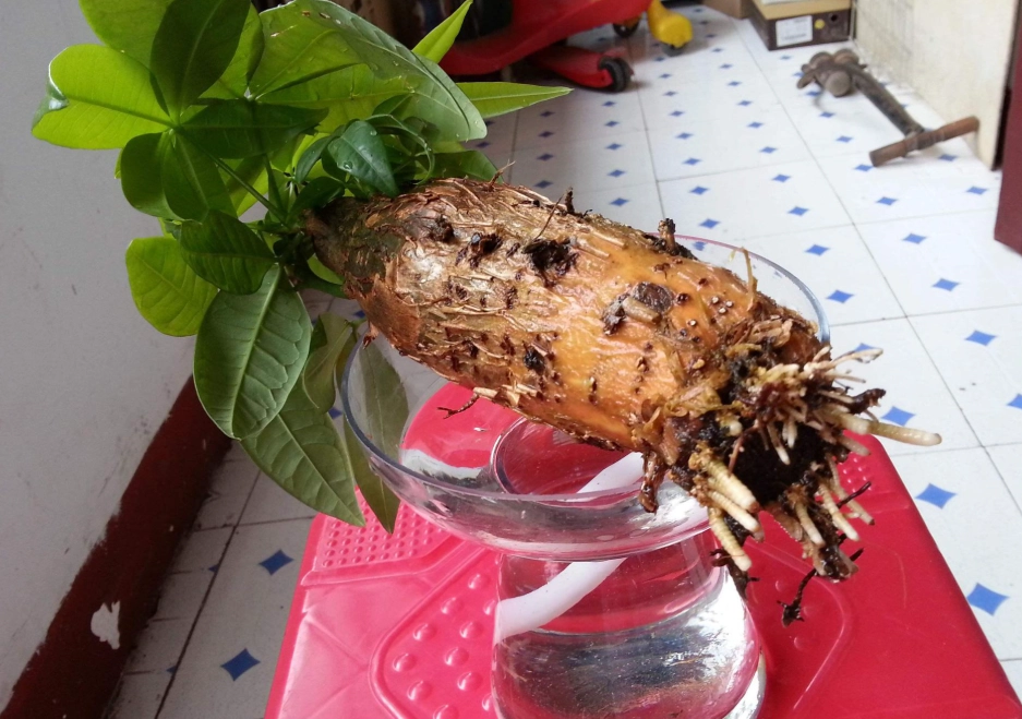 水耕发财树烂根处理 水耕发财树烂根处理