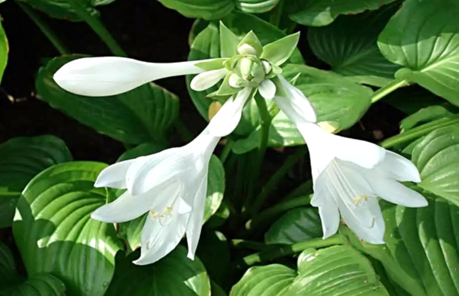 陰涼處開花植物