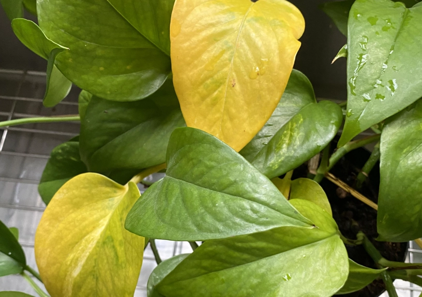 植物葉子變黃原因