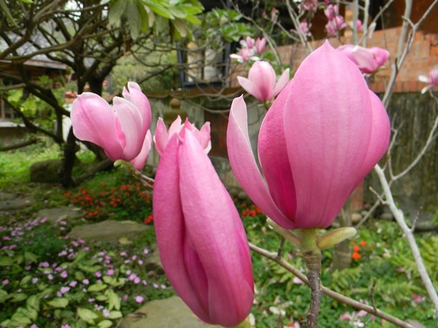 玉蘭花肥料推薦 玉蘭花肥料推薦