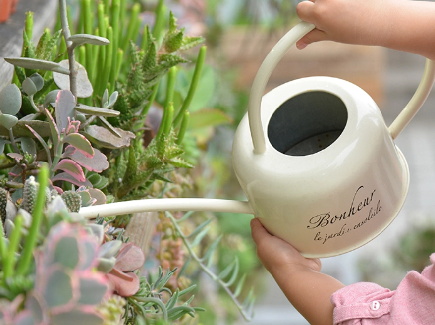 多肉植物夏天澆水