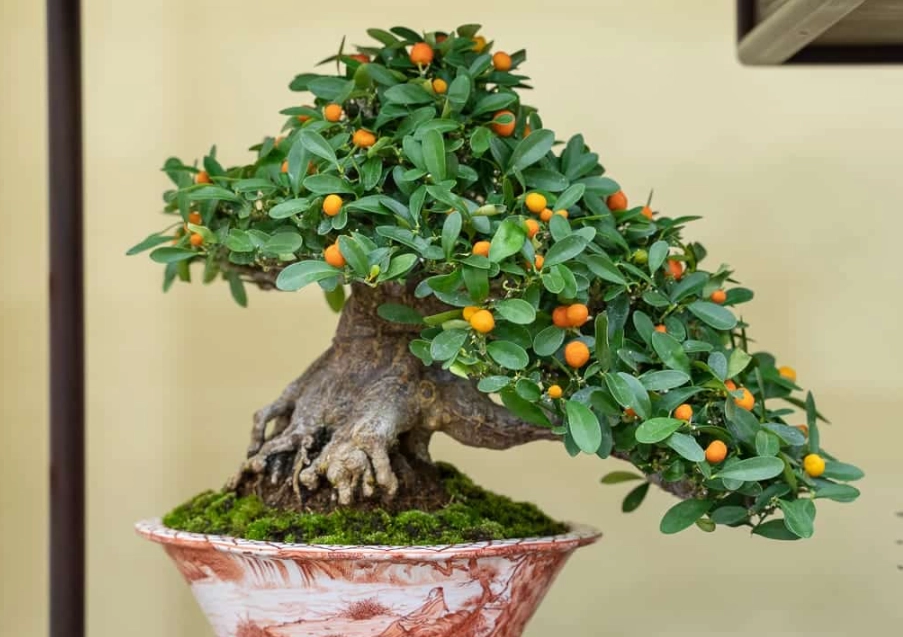 橘子樹盆栽推薦 橘子樹盆栽推薦