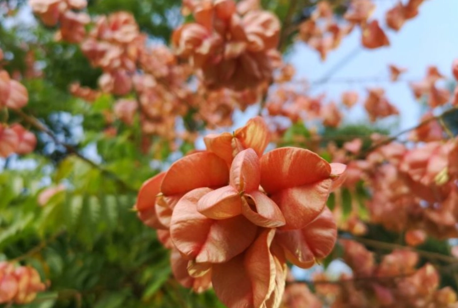 耐陰喬木種類 耐陰喬木種類