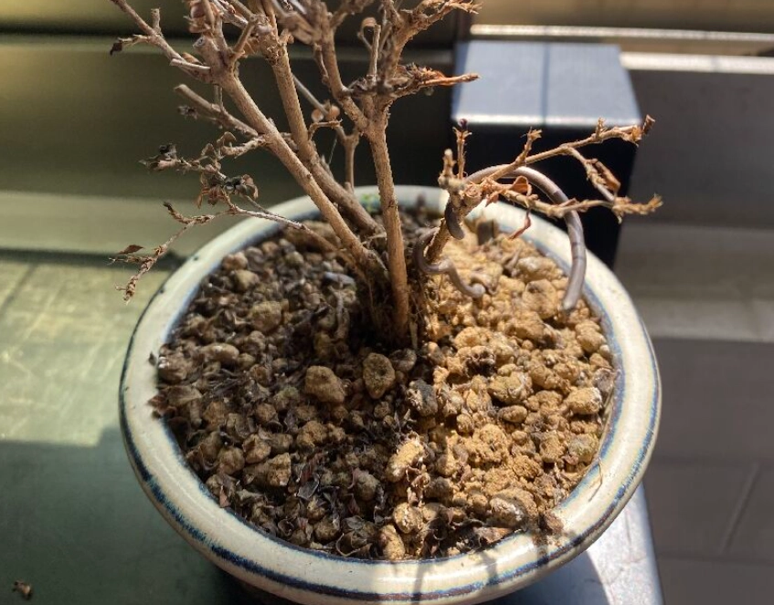 植物死掉土壤處理 植物死掉土壤處理