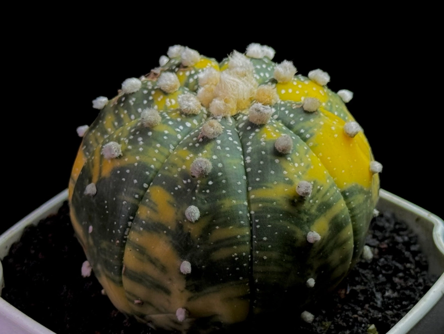 多肉兜變黃解決方法 多肉兜變黃解決方法