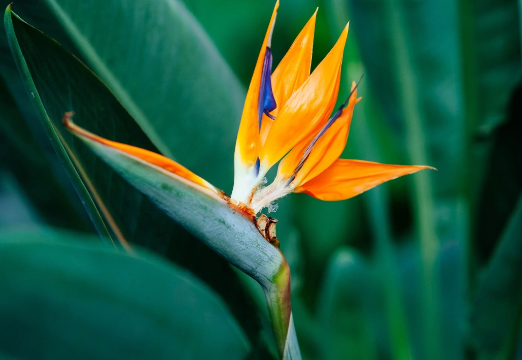 天堂鸟病虫害防治