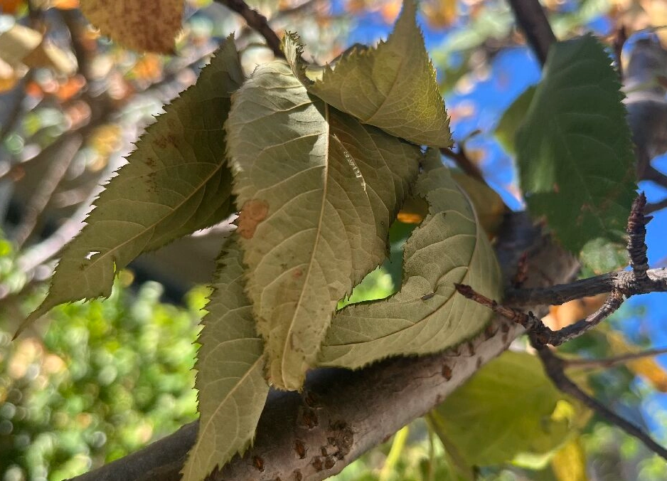 葉子枯黃處理 葉子枯黃處理
