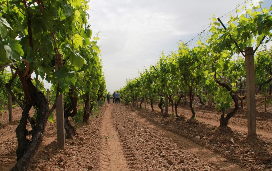 台湾葡萄种植季节
