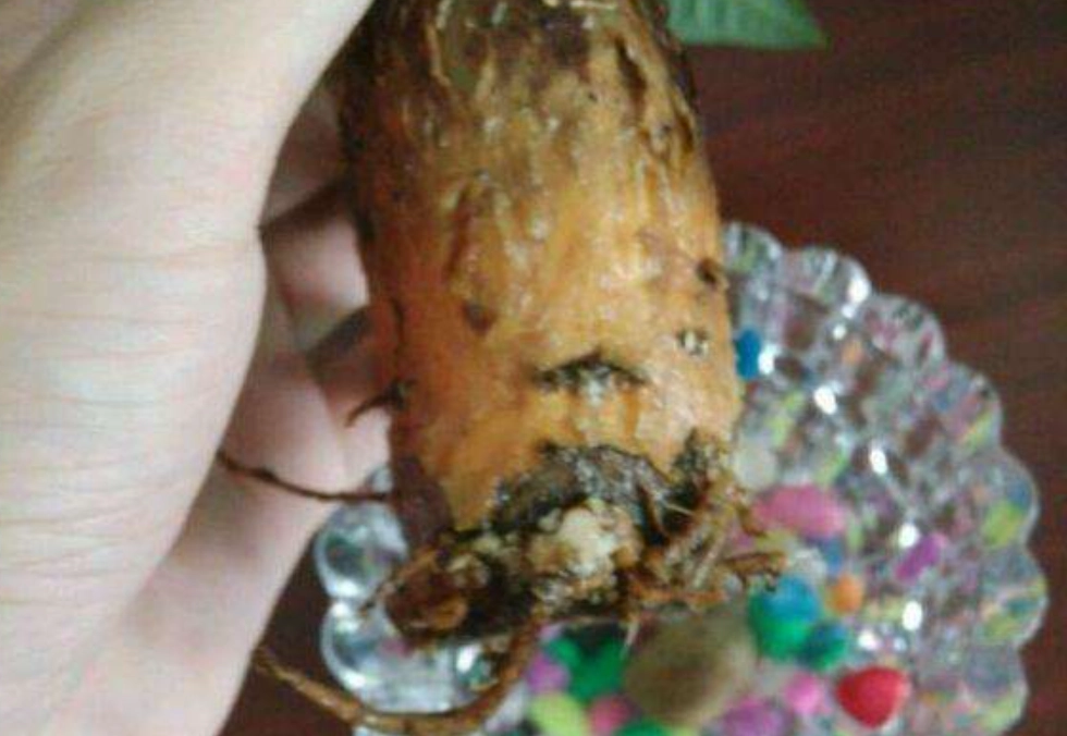 水耕发财树烂根处理 水耕发财树烂根处理