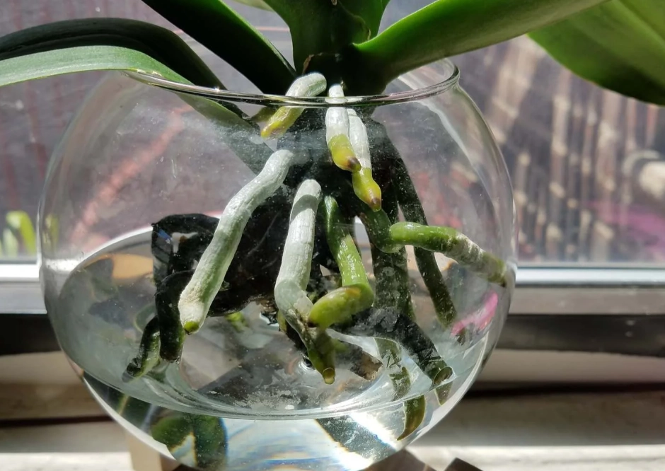 蝴蝶蘭 水培 爛根 蝴蝶蘭 水培 爛根