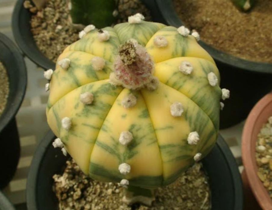 多肉兜變黃原因 多肉兜變黃原因