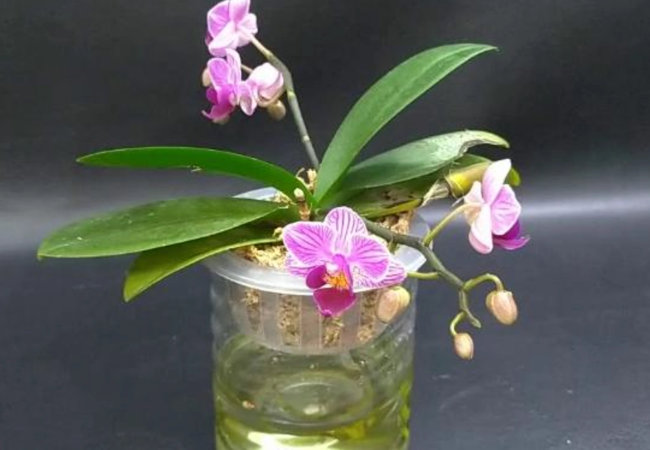 蘭花茶泡法 蘭花茶泡法