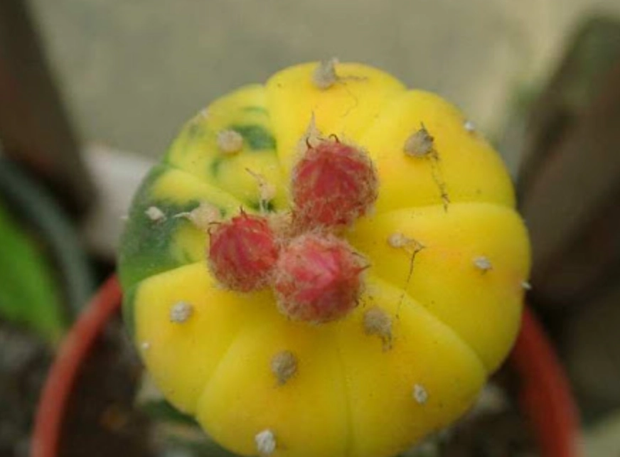 多肉兜變黃解決方法 多肉兜變黃解決方法