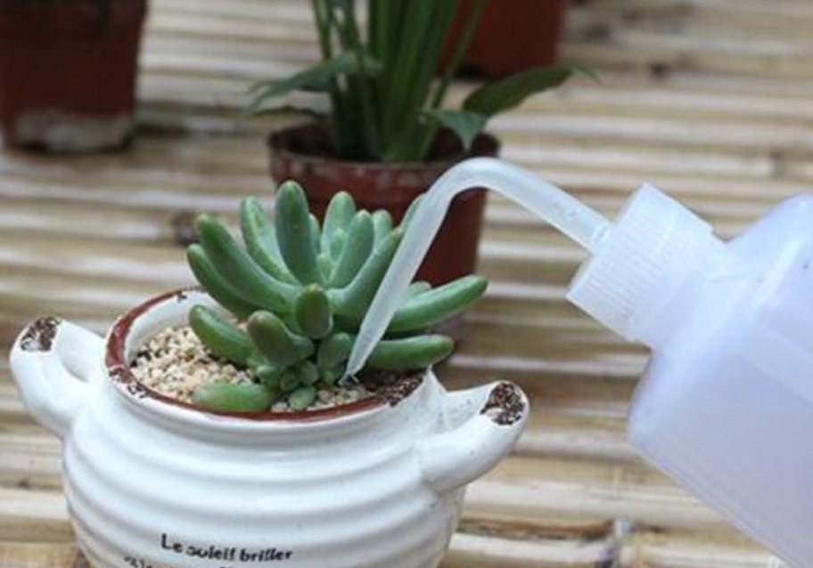 多肉植物澆水頻率