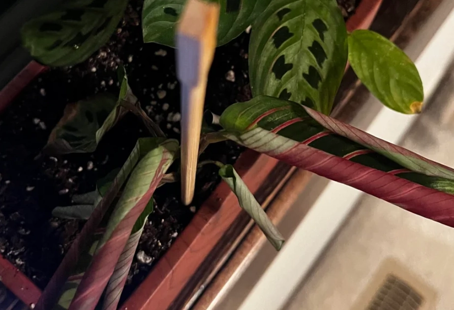 植物病害處理 植物病害處理