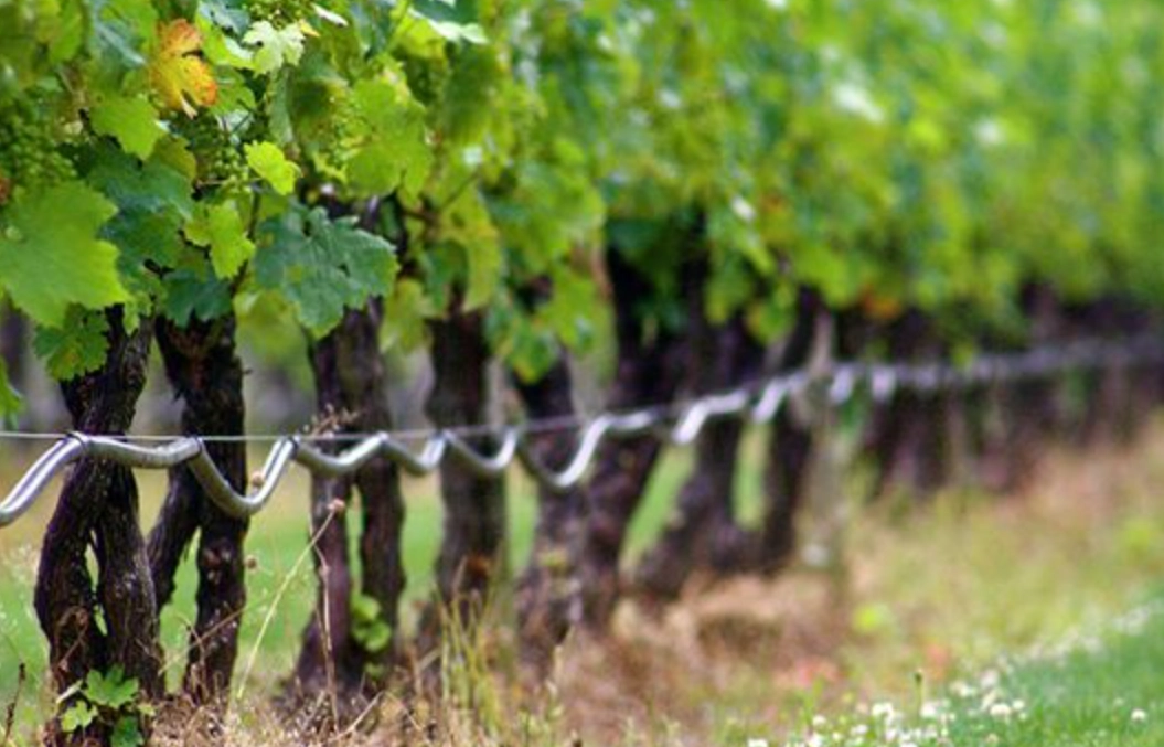 台灣種葡萄 台灣種葡萄