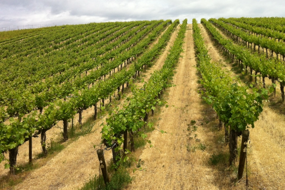 家庭葡萄栽培 家庭葡萄栽培