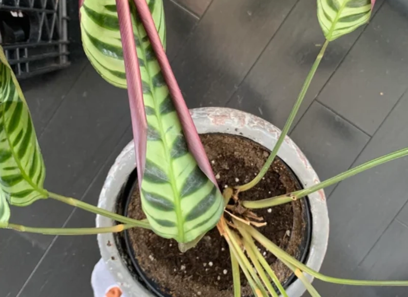 植物救援方法 植物救援方法